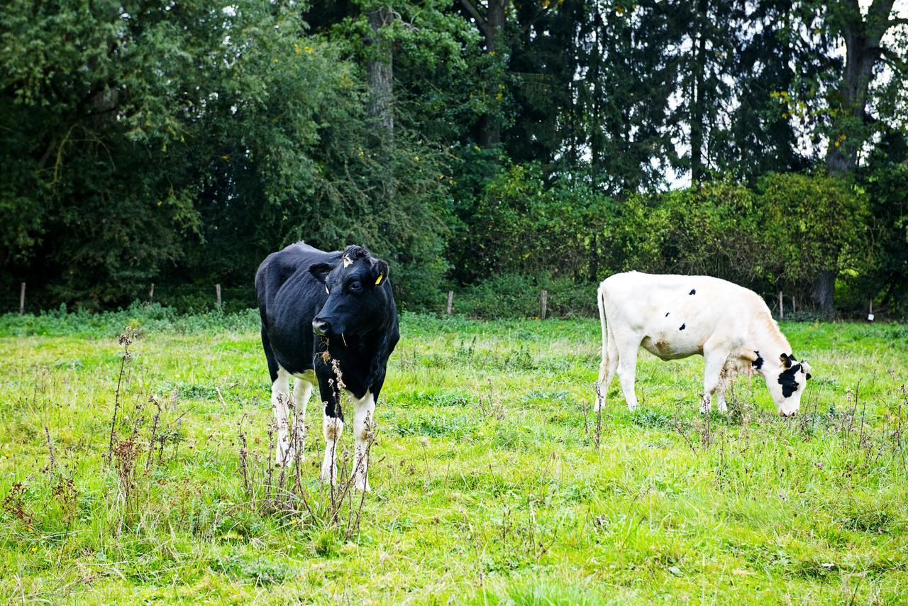 In Den Roden Leeuw Van Limburg Wittem Kültér fotó